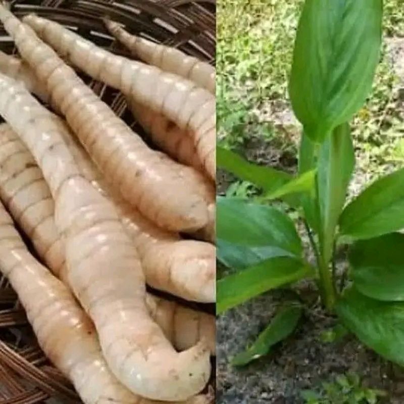 BIBIT UMBI GARUT/IRUT  PERPOHON