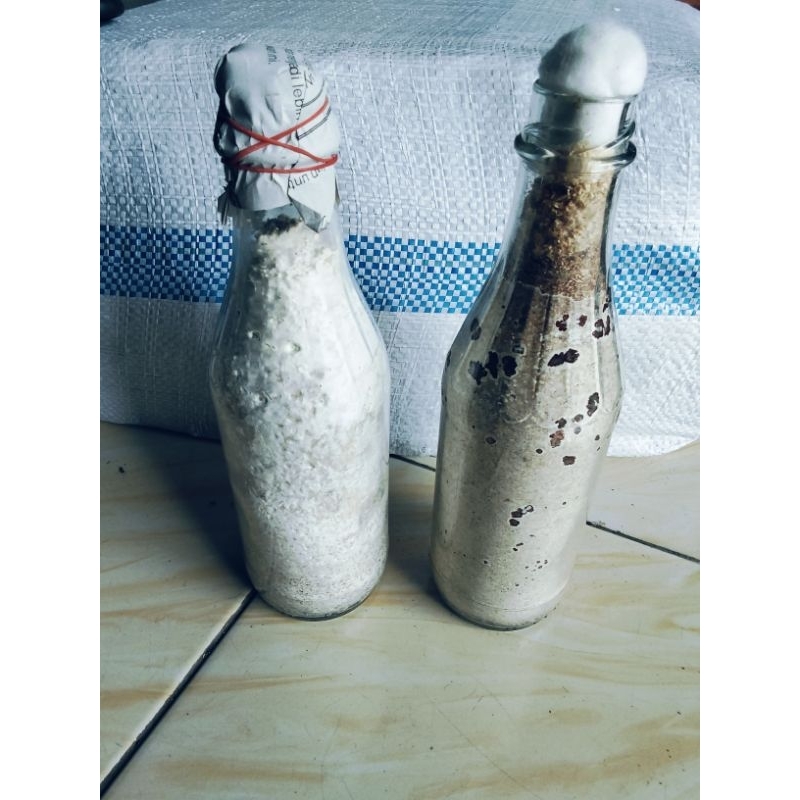 bibit jamur kuping dan tiram