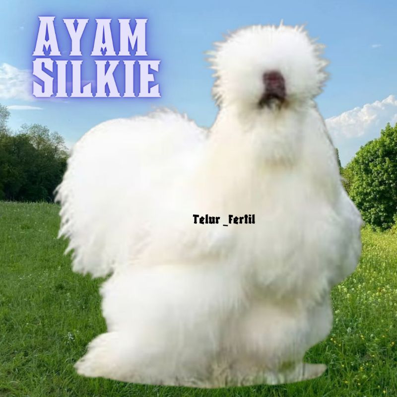 

telur ayam hias silkie original bisa untuk di tetaskan