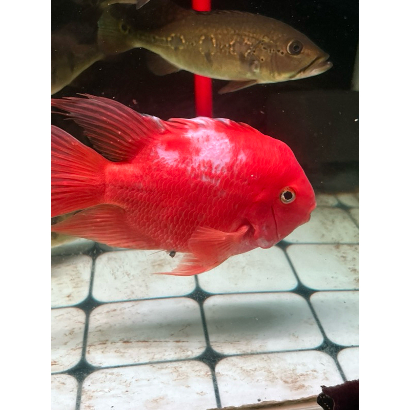 Ikan Hias Parrot Santa Jumbo 5-6 jari merah cantik hiasan aquarium hewan peliharaan unik lucu cantik
