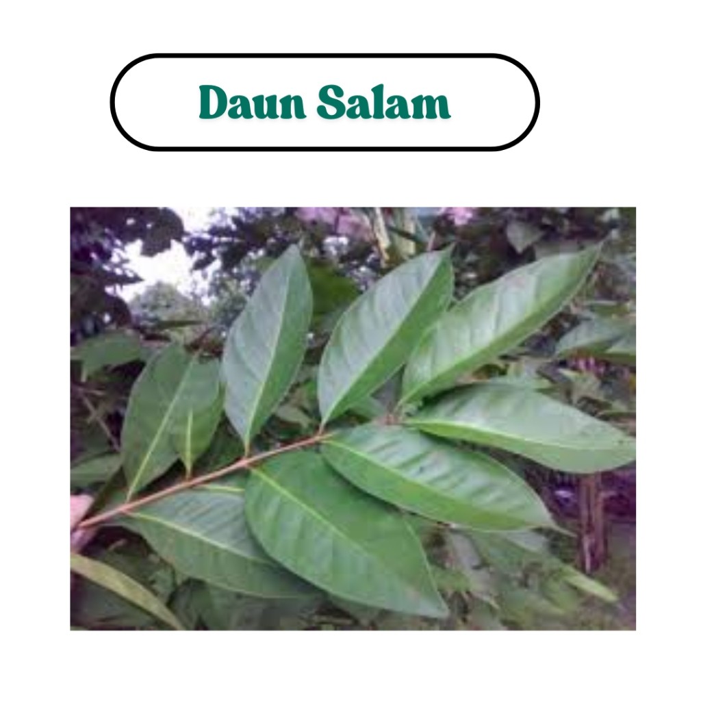 

(F) Daun Salam Bumbu Masak di dapur