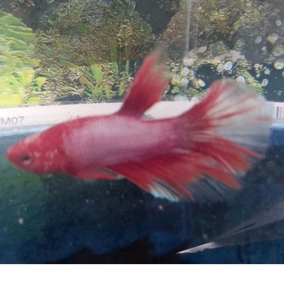 M+ Cupang HM rose Hellboy Koi Invisible Tail *Instant Makassar*