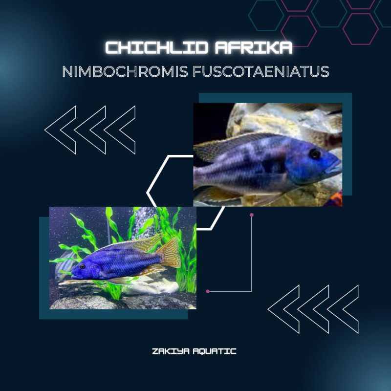 Fuscotaeniatus Cichlid Afrika Pure