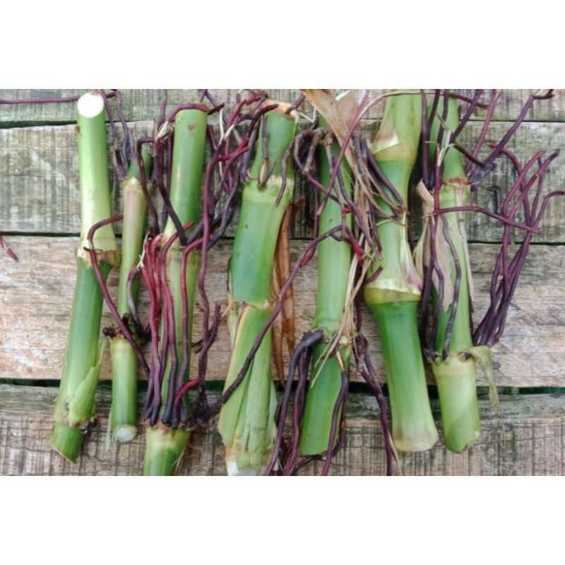 bibit rumput guatemala 1kg