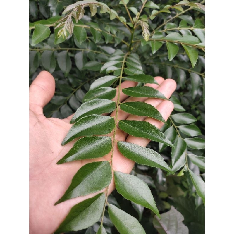 

Daun salam koja daun kari Rempah 200rgram