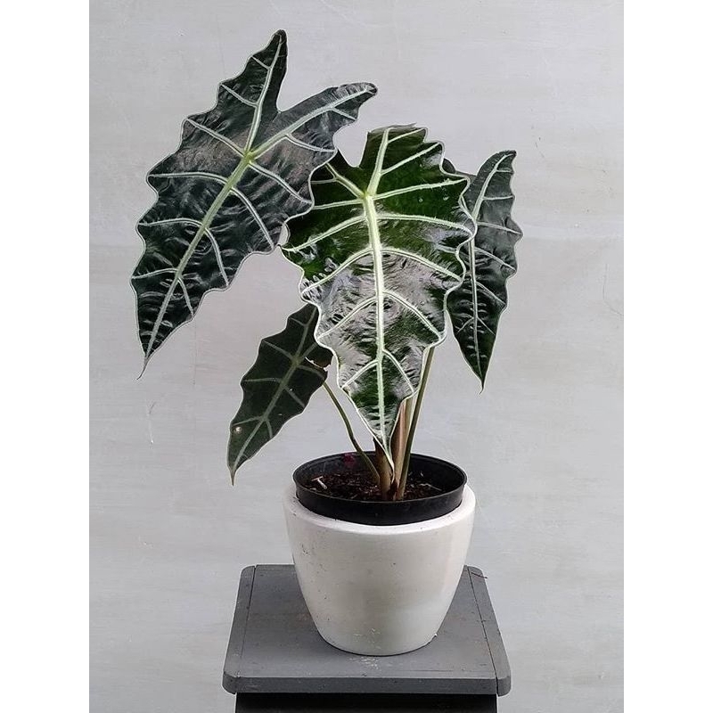 alocasia amazonica