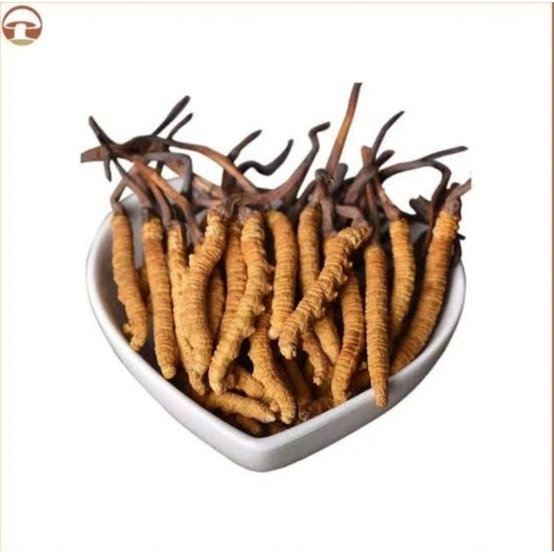 

1 gram dong chong cao obat paru paru gagal ginjal 冬蟲草 cordyceps sinensis / jamut ulat / ophiocordyceps sinensis / yartsa gunbu