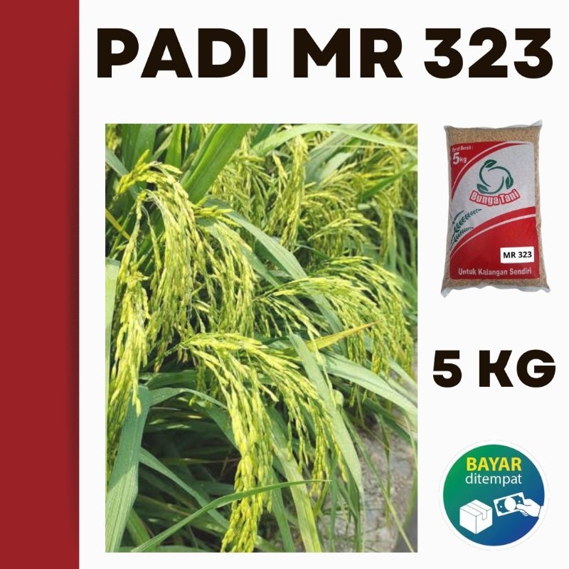 BENIH PADI PREMIUM MR 323 Kemasan 5KG