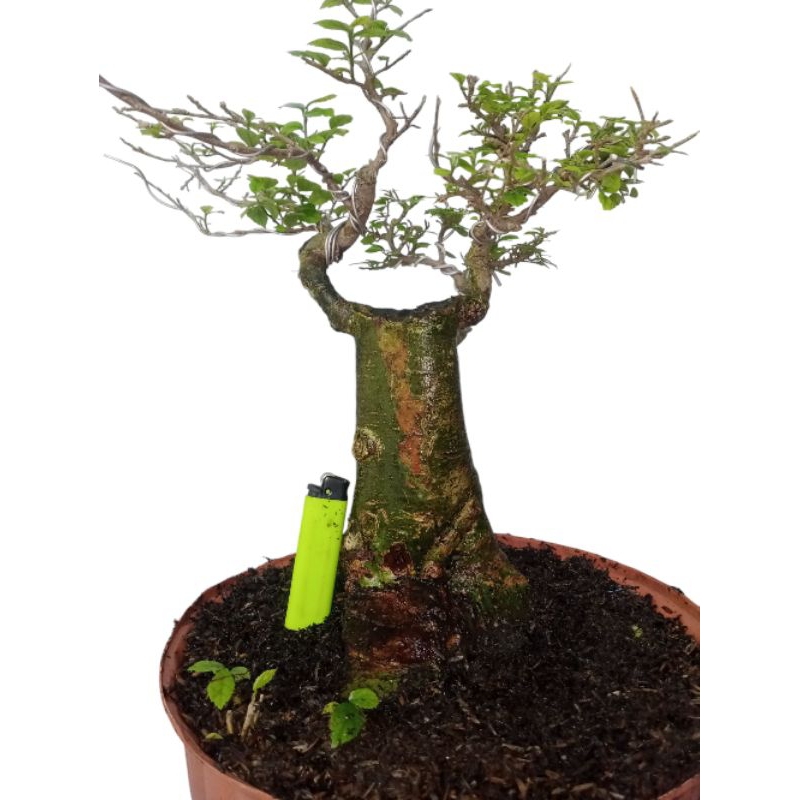 tanaman bonsai serut ukuran small cantik siap pajang tua berkarakter