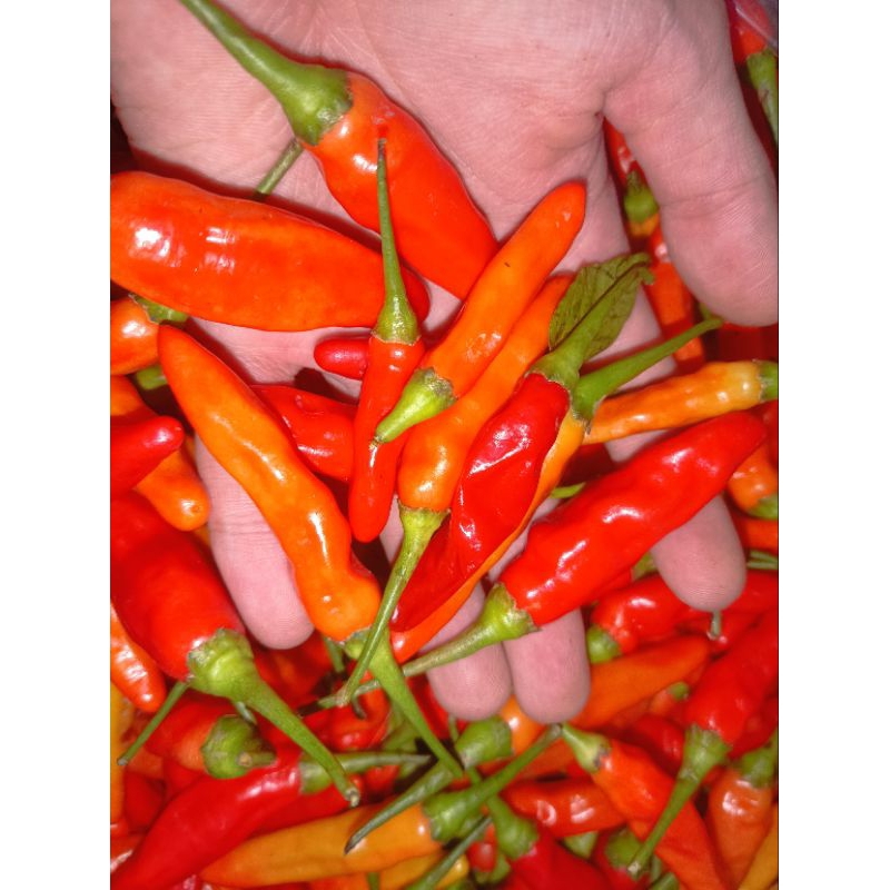 

Cabe rawit ori fresh