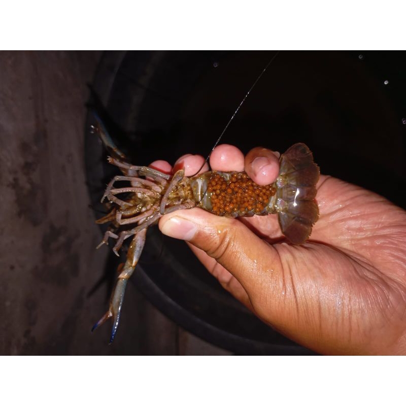 

lobster air tawar