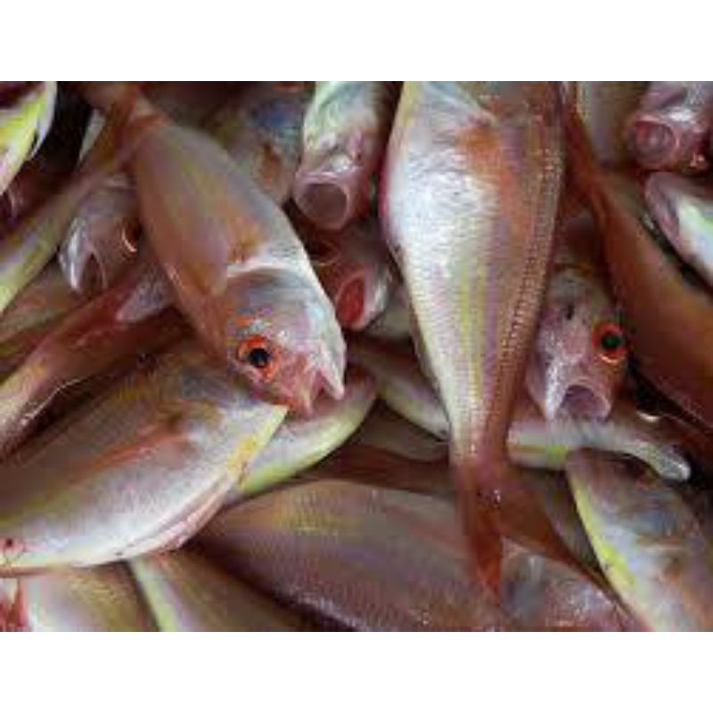 

IKAN MERAH/ IKAN SEGAR