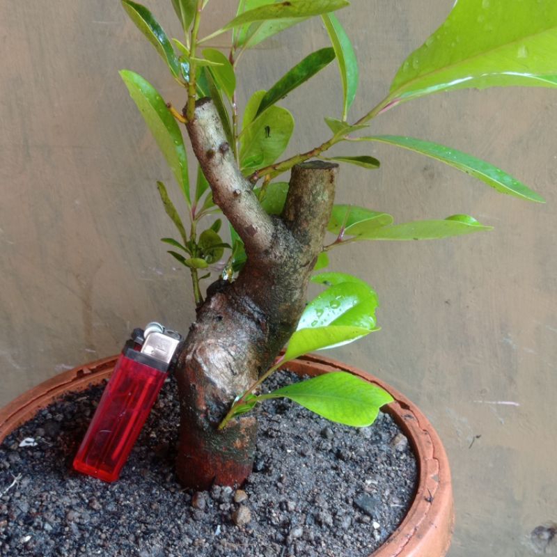 bahan bonsai duwet( jamblang) buahnya enak di makan realpic