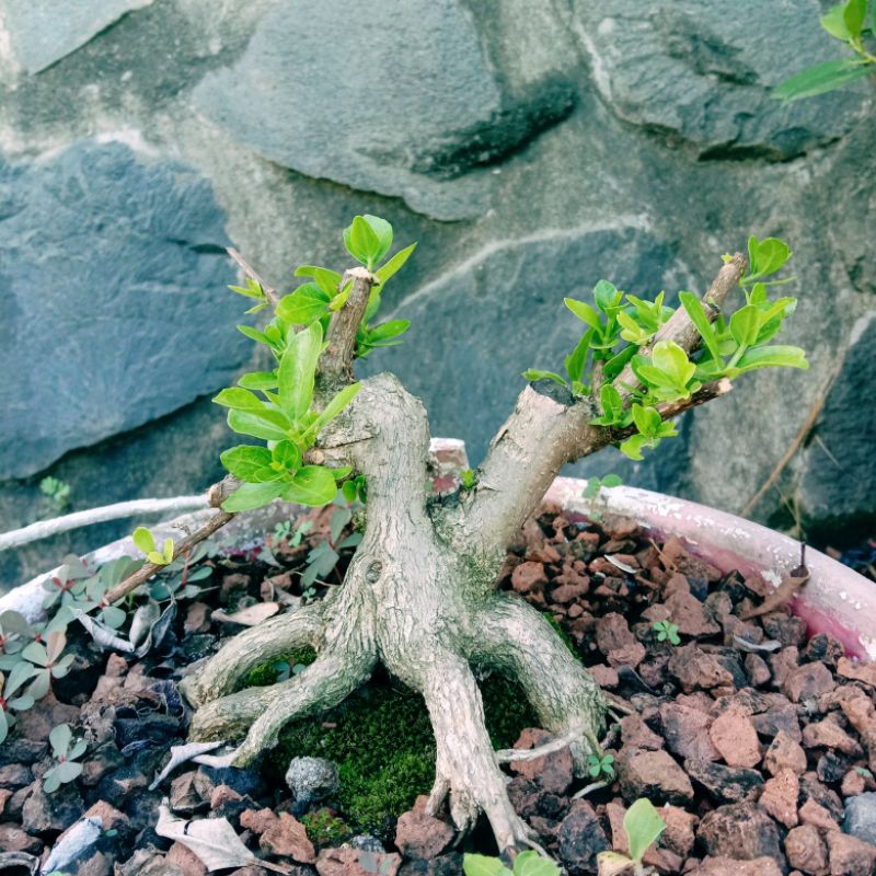 WAHONG BONSAI WAHONG PROKAR WAHONG WAHONG LAUT