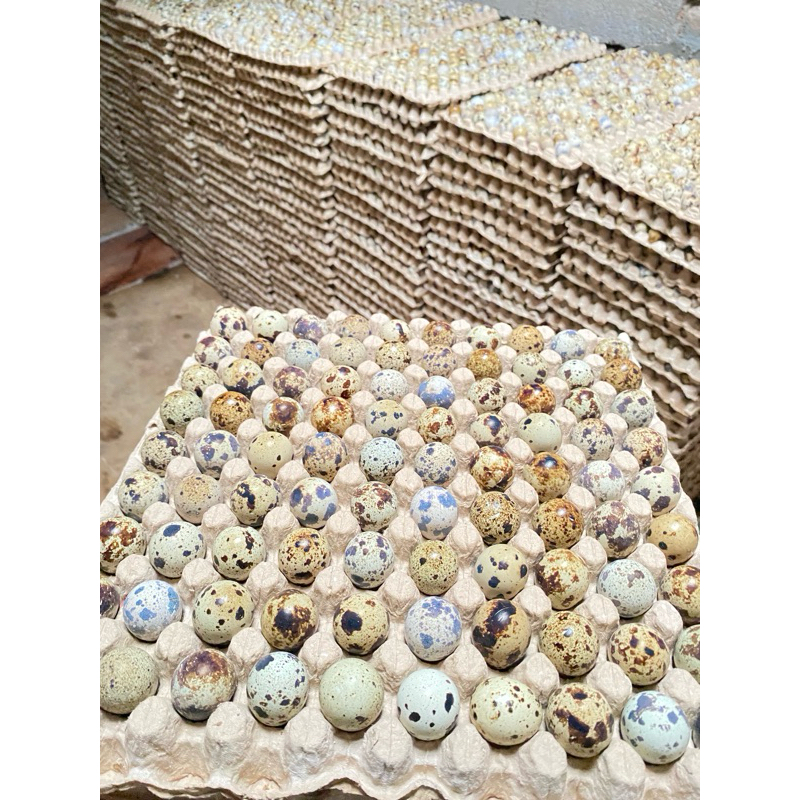 

Telur puyuh fres mentah 45 butir [untuk konsumsi]