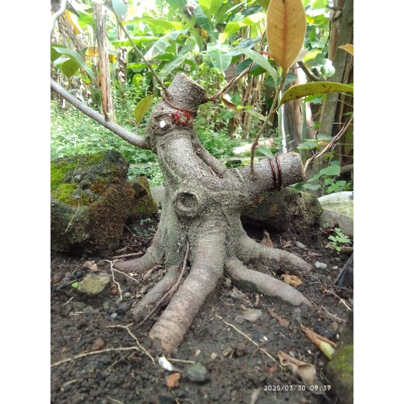 Iprik Silver Bogel Realpict