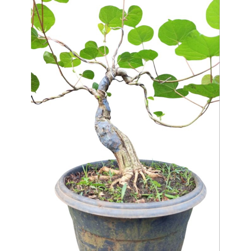 bonsai waru india