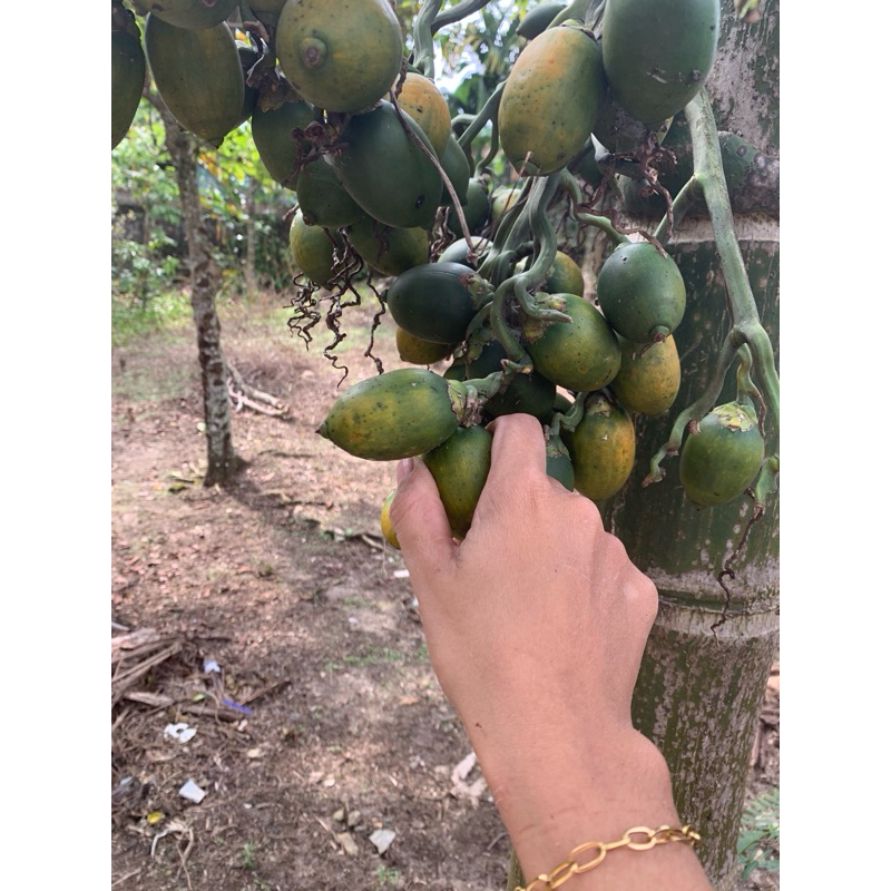 

Pinang