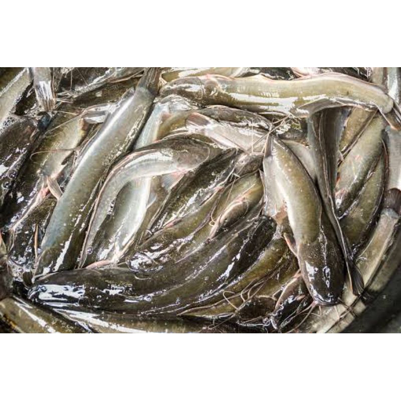 

Ikan Lele segar fresh pasar pagi 500g