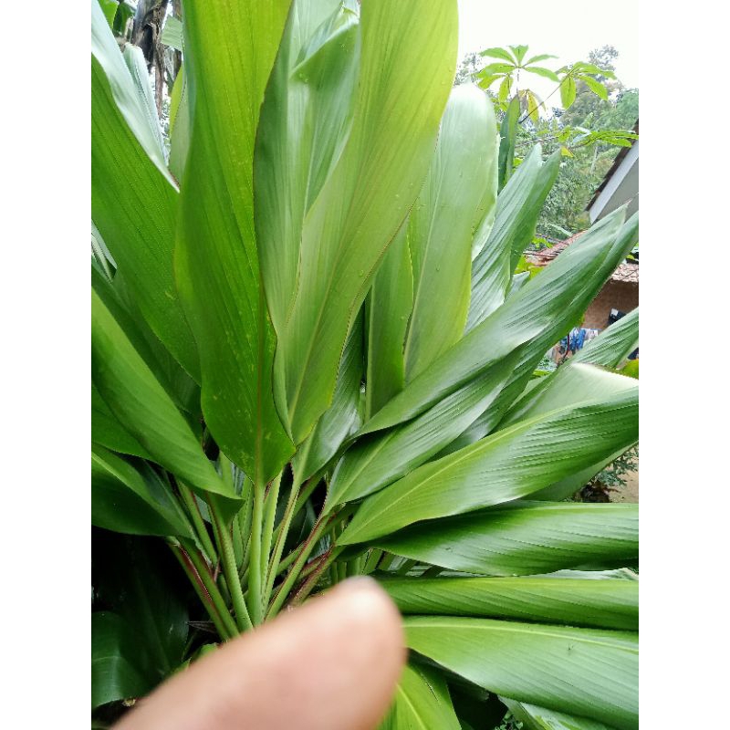 

Daun hanjuang per1kg