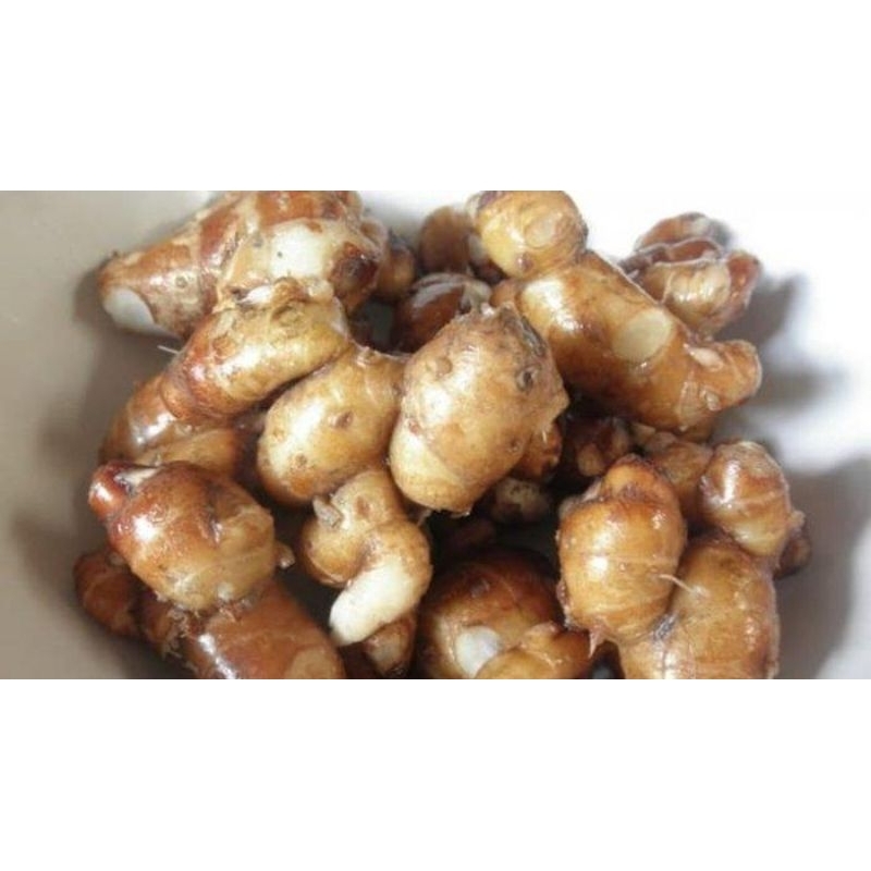 

KENCUR SEGAR/KENCUR SEBLAK/KENCUR BASAH KEMASAN 1 KG ASLI BANTEN