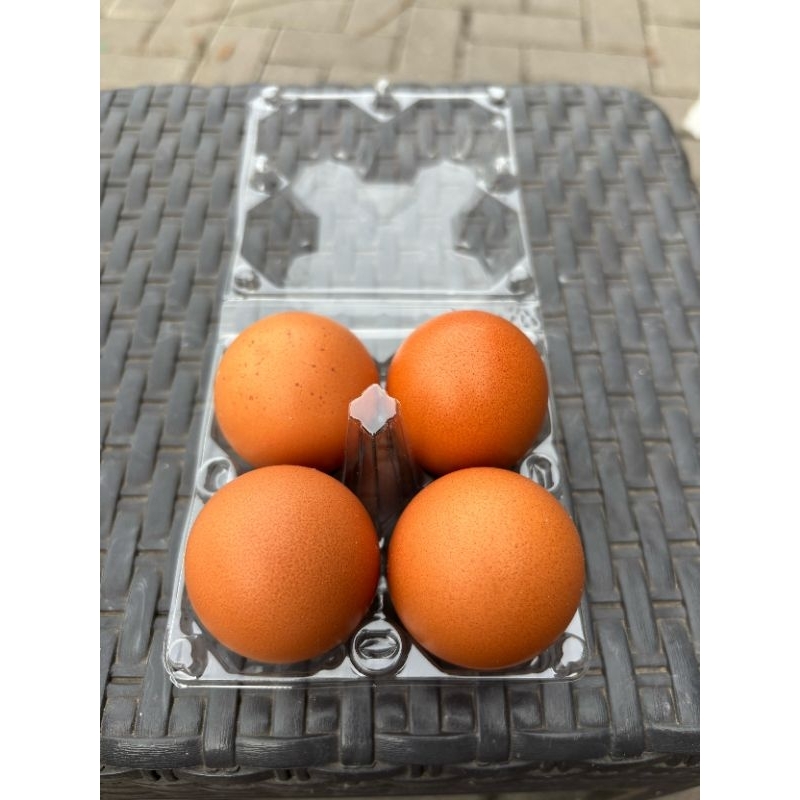 

Telur Omega 3 Fresh Healthy