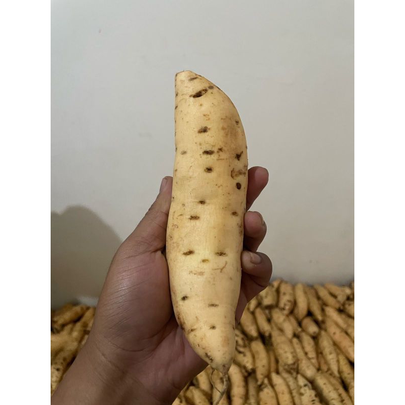 

UBI CILEMBU MENTAH - ASLI DARI CILEMBU (1Kg ukuran sedang)