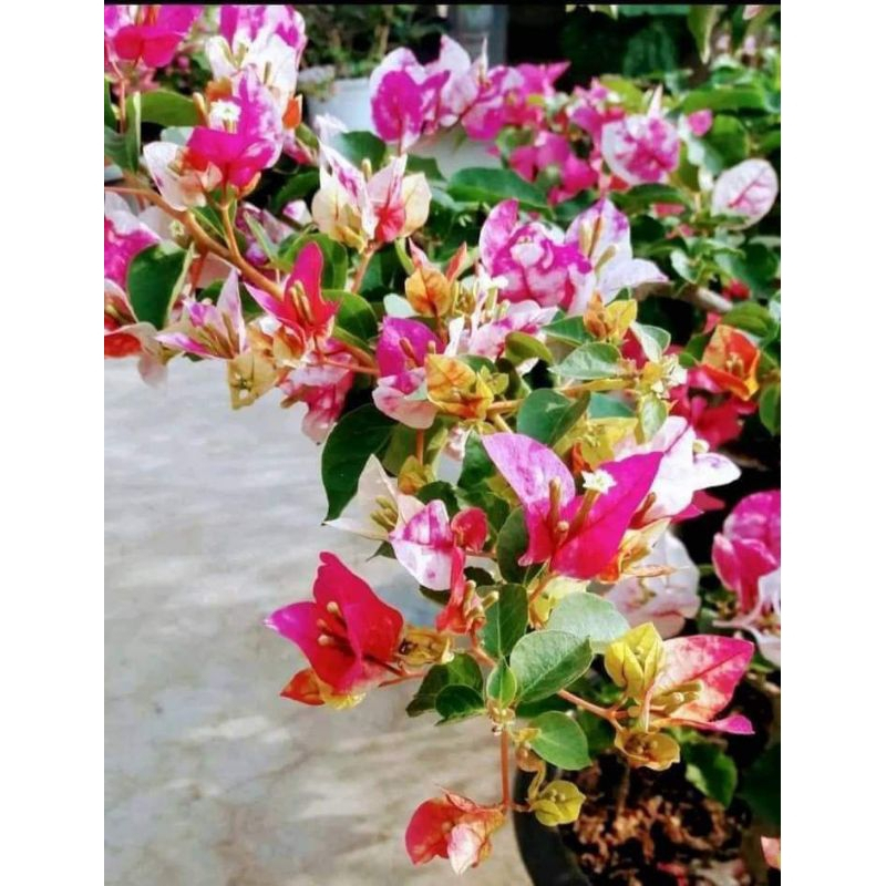 Golden Rao Bougenville