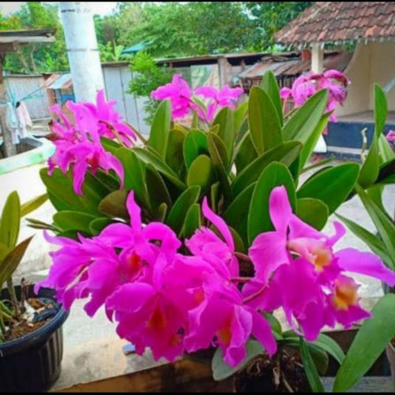 anggrek cattleya mantini dewasa