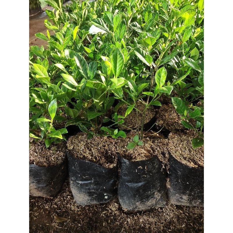 Tanaman Kaca Piring Daun Kecil - Pohon Hias Kaca Piring