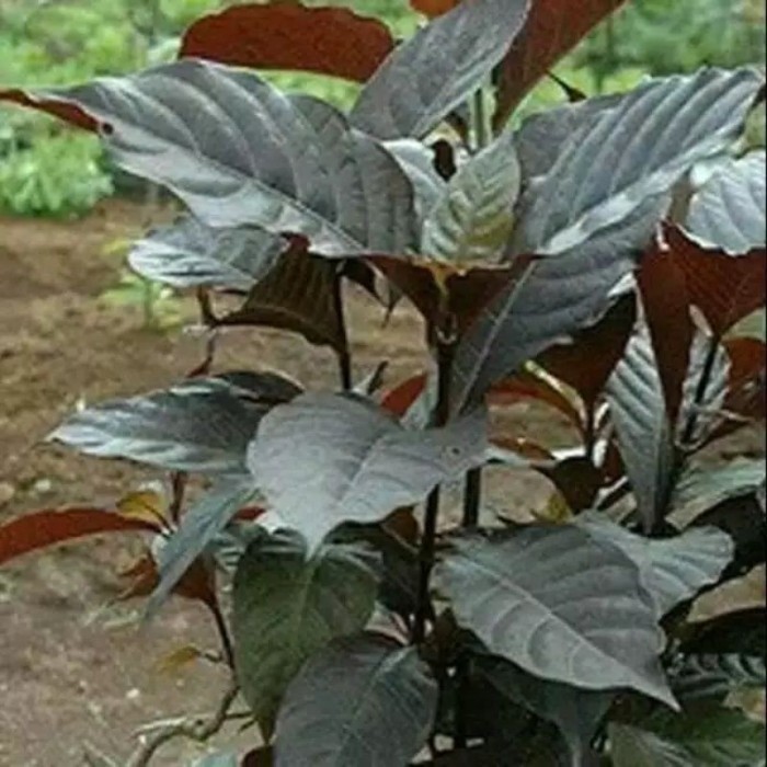 

Daun segar handeuleum daun ungu 100gram