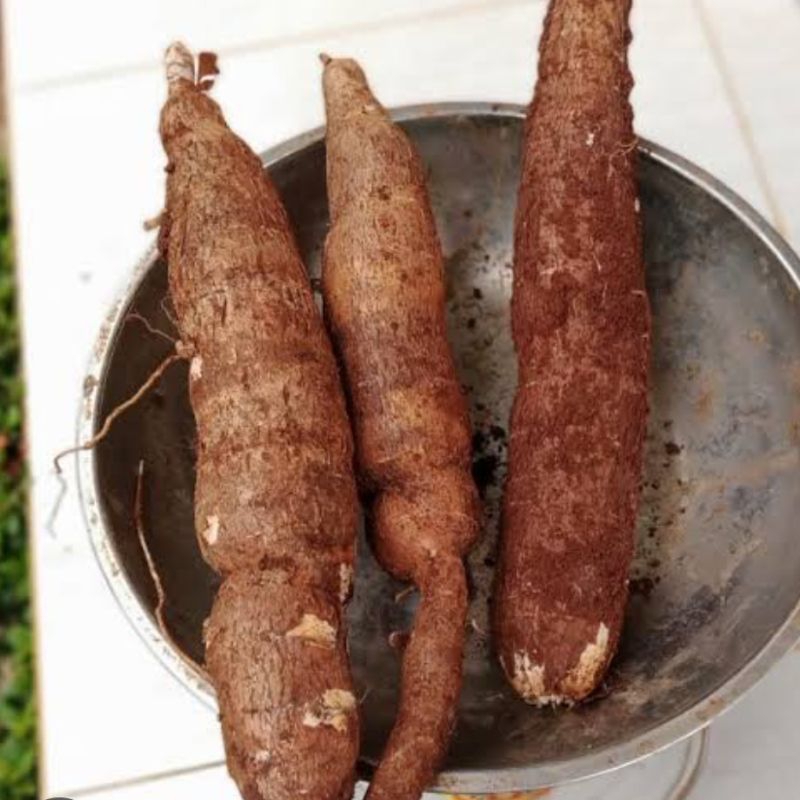 

Singkong racun sapikuru asli segar 1 kg