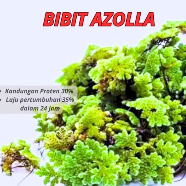 AZOLLA 1/2kg azolla 500gram azolla microphyla pakan ikan ayam entok