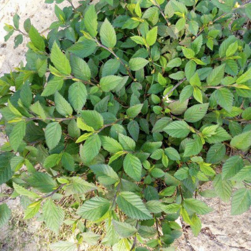 

Daun sidogiri/daun sidaguri/daun tambat sapi segar fresh dipetik dadakan waktu dipesan obat herbal 100 Lembar