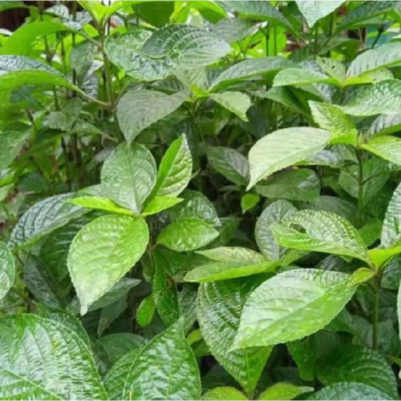 

TANAMAN KIBELING PRES 500 GRAM