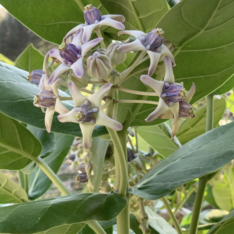 

Daun widuri/daun biduri/bunga widuri/bunga biduri segar fresh dipetik dadakan waktu dipesan 50 Lembar