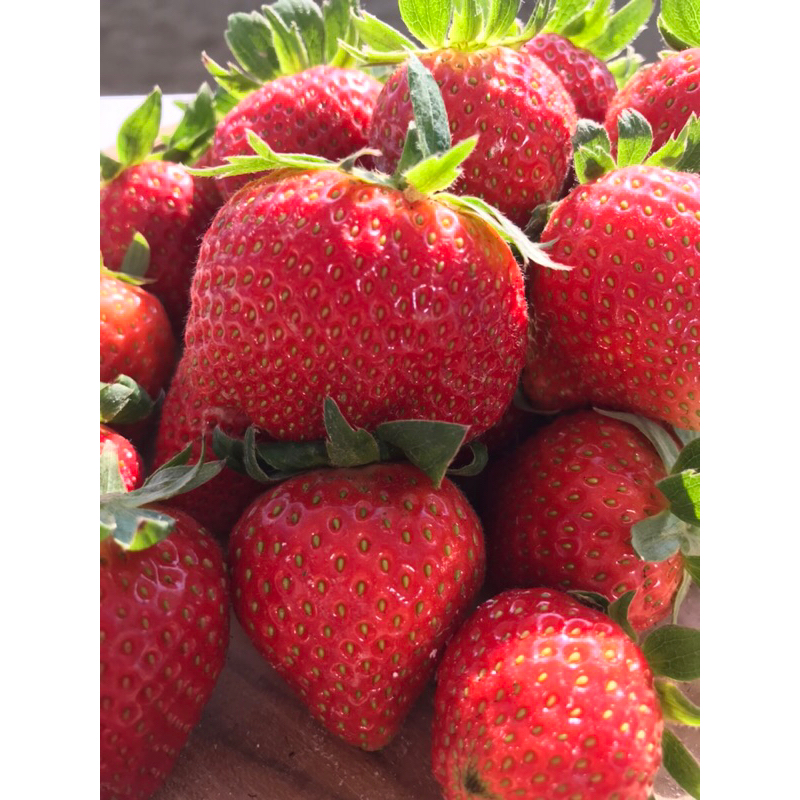 

strawberry fresh mencir 1Kg