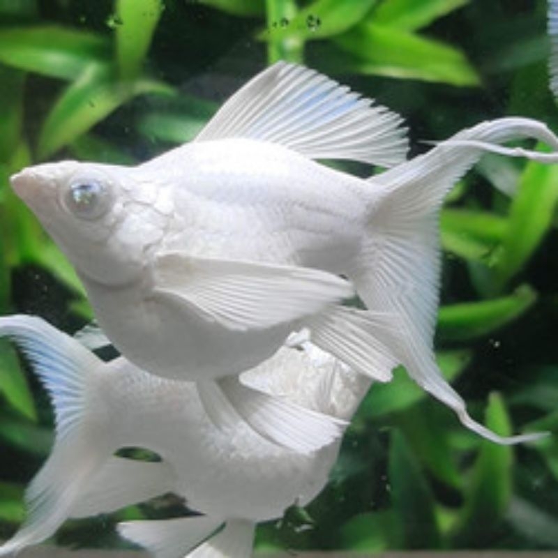 PROMO Molly Balon Platinum Cawang Jumbo 60k 15 ekor