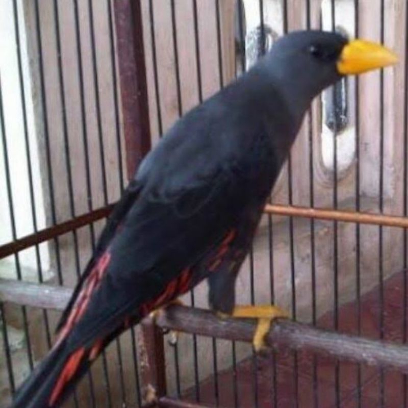 jalak. rio rio. bahan makan voer