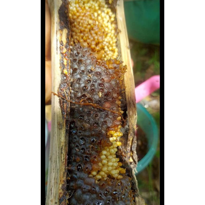 Rumah Madu Psp - Koloni Bambu Super Lebah Trigona / Kelulut Levicep