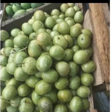 

Mangga Telur Ukuran Sedang Untuk Rujak