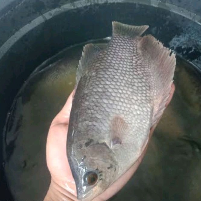 

Ikan Gurame Fresh - 1 kg