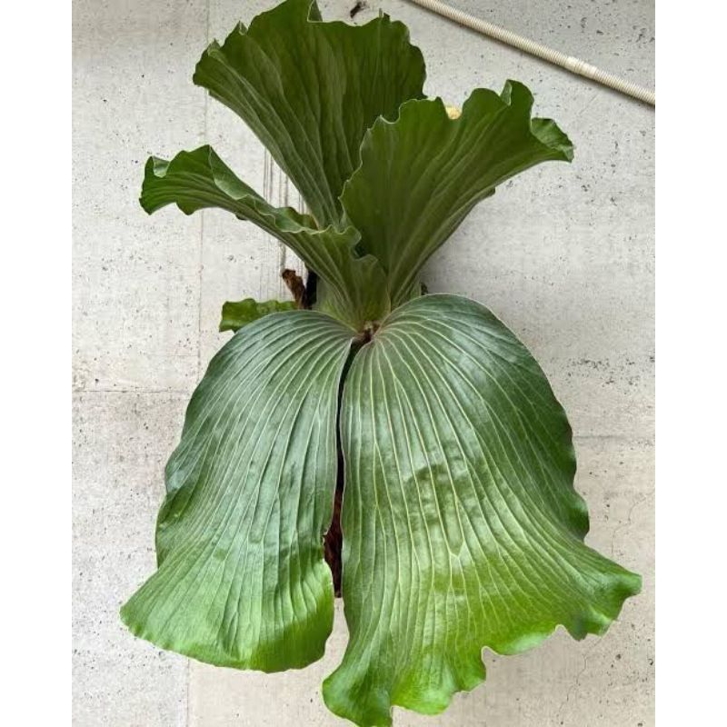 PLATYCERIUM ELEPHANTOTIS HIJAU ANAKAN