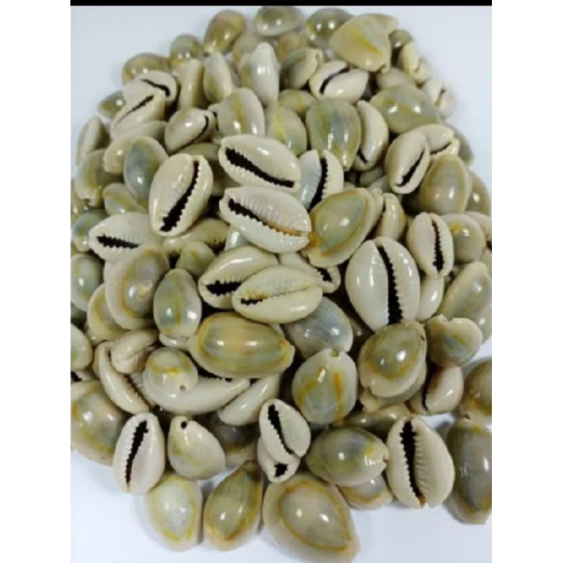 Cangkang kerang Laut kuwuk Dakon per kg