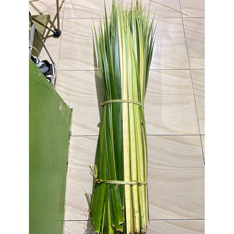 

Daun Janur Kelapa, Ketupat , Janur muda