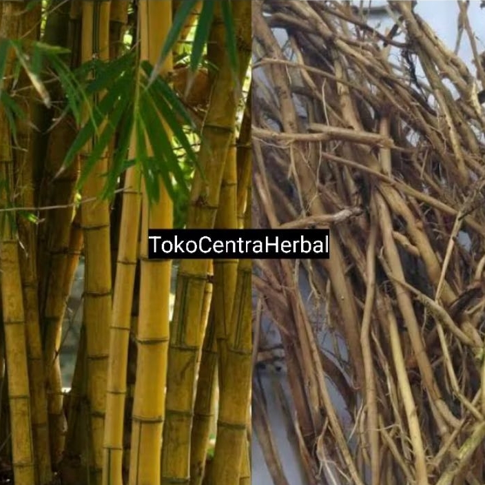 

Akar bambu kuning segar petik langsung paket 500 gram