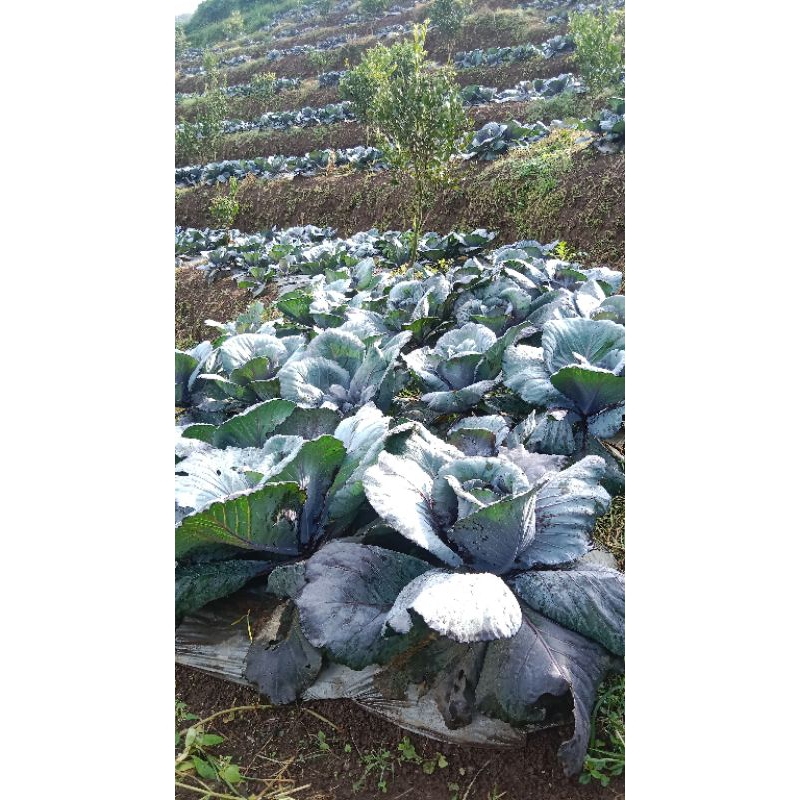 

kubis ungu/ merah per 1kg termurah