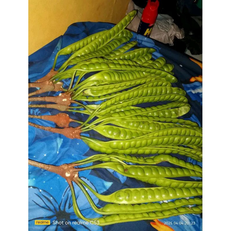 

pete Cidaun 1iket isi 10 pcs