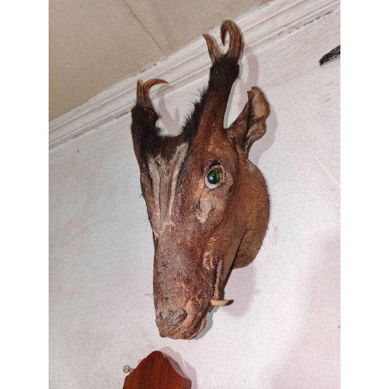 Kepala Rusa Asli Sumatera