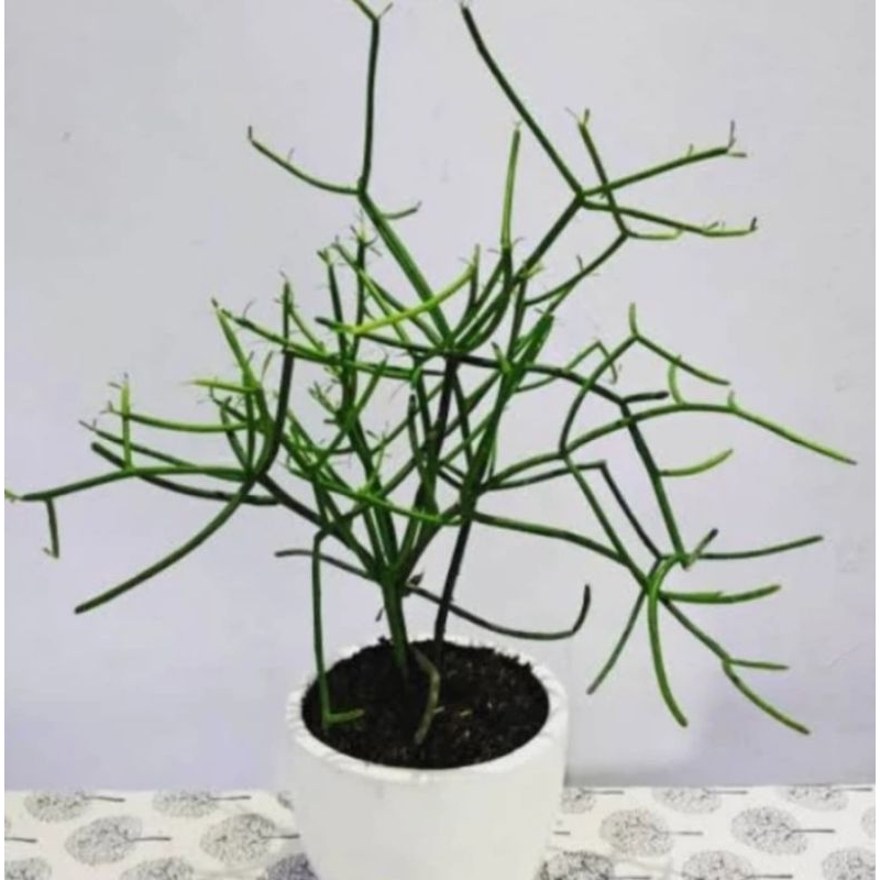 Tanaman Herbal Patah Tulang / Pohon Herbal Patah Tulang